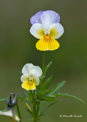 Wild Pansy