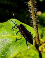 Sephina subulata