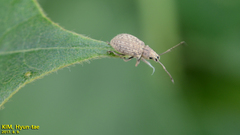 Ptochidius tessellatus