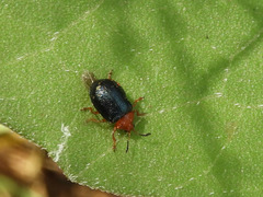 Plagiodera arizonae