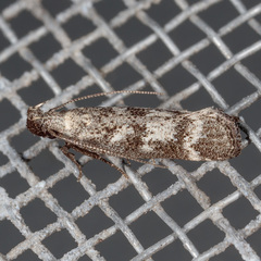 Dichomeris inversella