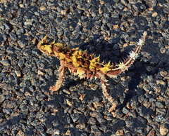 Moloch horridus