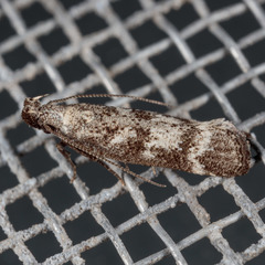 Dichomeris inversella