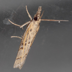 Fissicrambus quadrinotellus