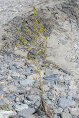 Rorippa barbareifolia