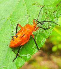 Sephina