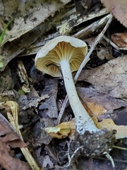 Pseudoomphalina compressipes