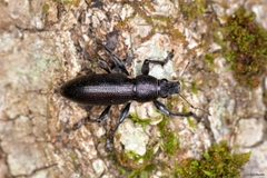 Brachyderes lusitanicus