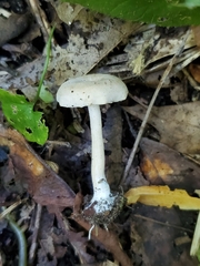 Pseudoomphalina compressipes