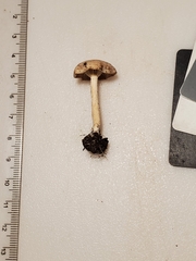 Pseudoomphalina compressipes