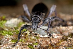 Brachyderes lusitanicus