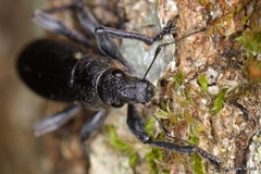 Brachyderes lusitanicus