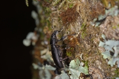 Brachyderes lusitanicus