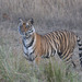 Bengal Tiger - Photo (c) Yuwaraj Gurjar, some rights reserved (CC BY-NC), uploaded by Yuwaraj Gurjar