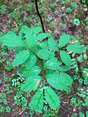 Sorbus sitchensis sitchensis