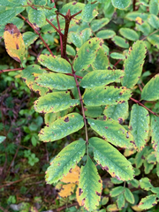 Sorbus sitchensis sitchensis