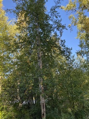 Betula neoalaskana