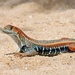 Spotted Butterfly Lizard - Photo (c) Martin Walsh, some rights reserved (CC BY-NC-ND), uploaded by Martin Walsh
