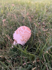 Chlorophyllum molybdites