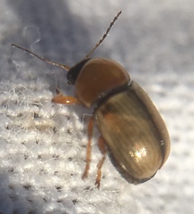 Cryptocephalus fulvus