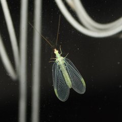 Chrysopa coloradensis