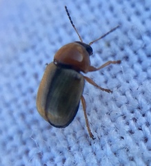 Cryptocephalus fulvus