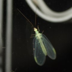 Chrysopa coloradensis