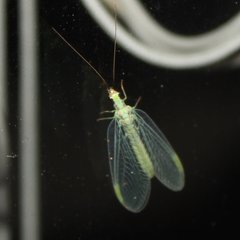 Chrysopa coloradensis