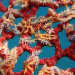 Ophiothela mirabilis