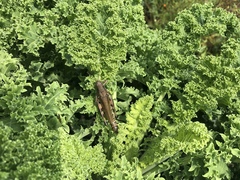 Melanoplus differentialis