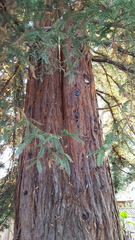 Sequoia sempervirens