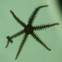 Ophiothela mirabilis