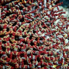 Ophiothela mirabilis