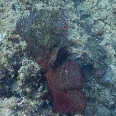 Ophiothela mirabilis