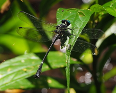 Heliogomphus scorpio