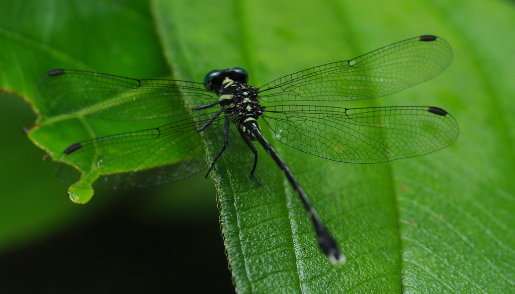Wall's Grappletail