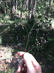 Astrotricha intermedia