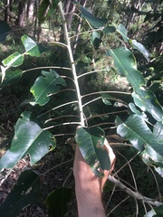 Astrotricha intermedia