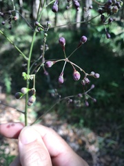 Astrotricha intermedia