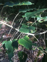 Astrotricha intermedia