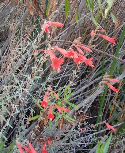 iNaturalist observation photo of California fuchsia