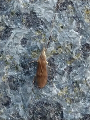 Amphineurus
