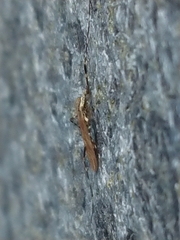 Amphineurus