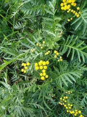 Tanacetum vulgare