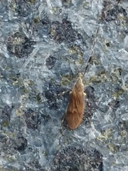 Amphineurus