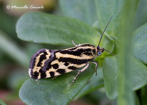 Taškuotasis Pelėdgalviukas nuotrauka