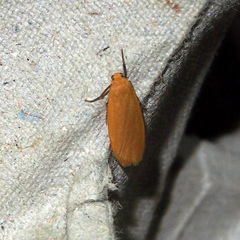 Manulea fuscodorsalis