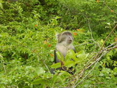 Cercopithecus mitis albogularis