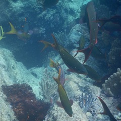 Cephalopholis colonus