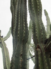 Cereus repandus